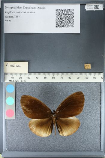 Media type: image;   Entomology 161149